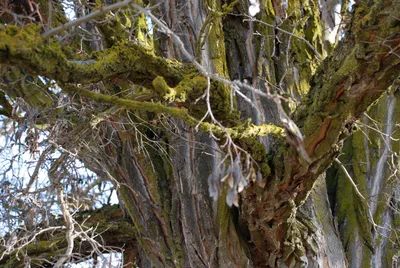 DSC_0036 (Large).JPG